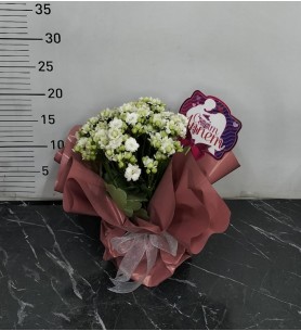 Saksı da süslü kalanchoe çiçeği